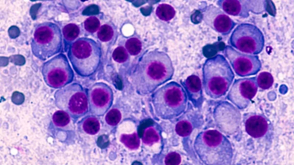 Cells under a microscope